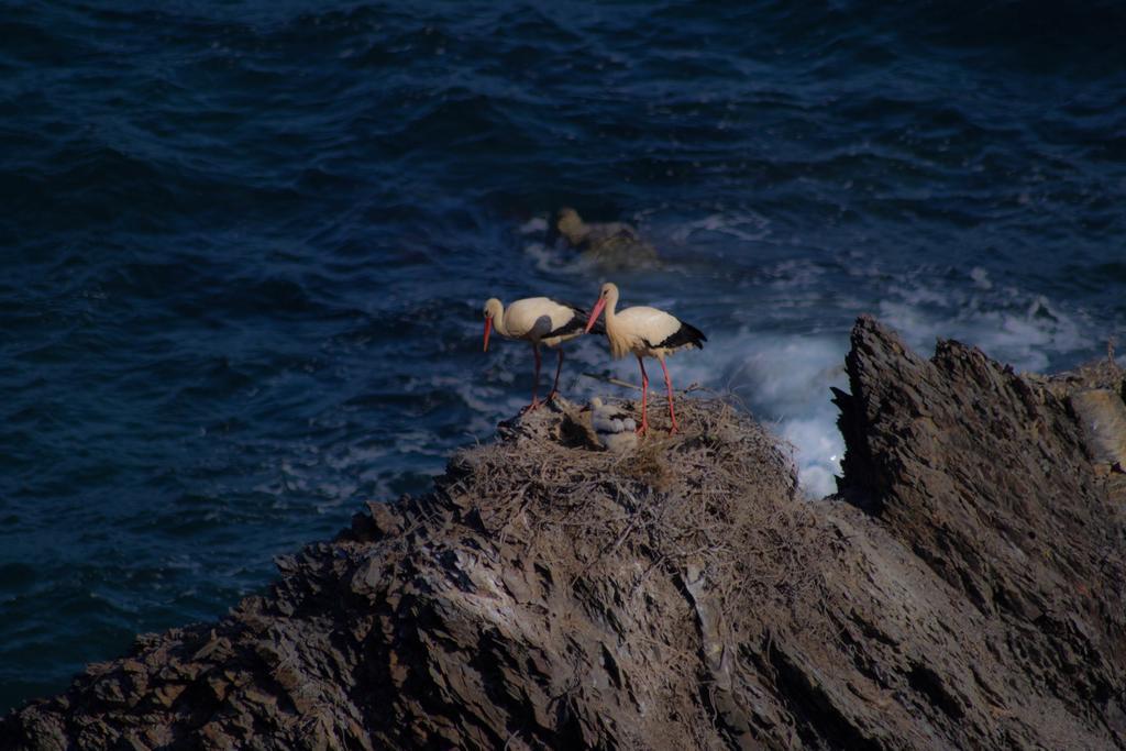Affittacamere Monte da Xica - Somente Adultos Zambujeira do Mar Esterno foto